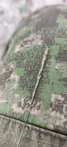 Poa compressa, photograph 1