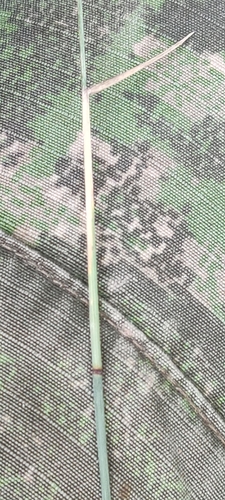 Poa compressa, photograph 2