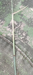Poa compressa, photograph (c) Ondřej Křivan, some rights reserved (CC BY)