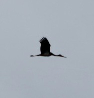 Black Stork