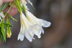 Diplacus grandiflorus