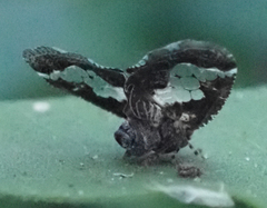 Lugardia mimica