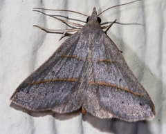 Hemeroplanis parallela