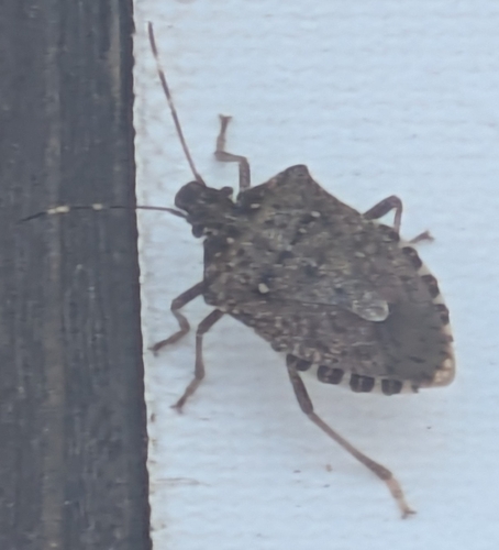 Brown Marmorated Stink Bug