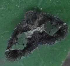 Lugardia mimica