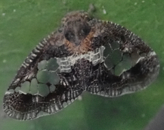Lugardia mimica