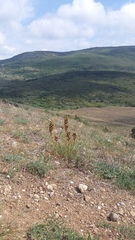 Asphodeline taurica