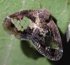 Lugardia mimica