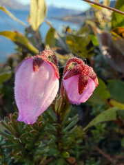 Phyllodoce caerulea
