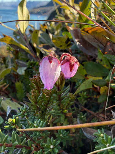Phyllodoce caerulea, photograph 2