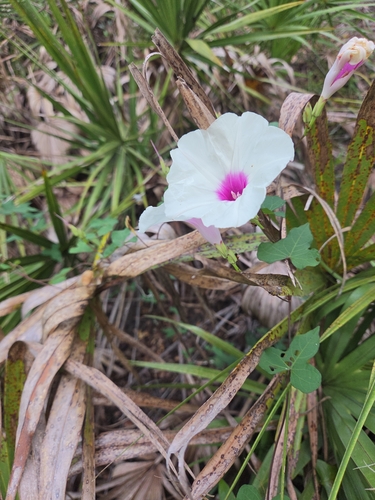 wild potato vine