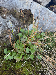 Oxyria digyna, photograph (c) Ingvild Riska, some rights reserved (CC BY)