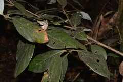 Neolitsea dealbata