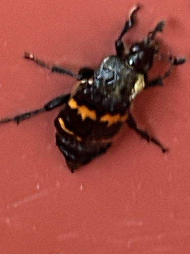 Tomentose Burying Beetle