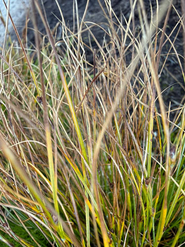 Oreojuncus trifidus, photograph 2