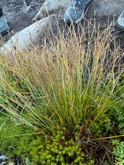 Oreojuncus trifidus
