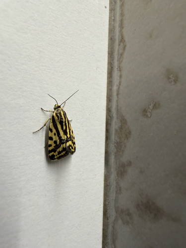Spotted Sulphur