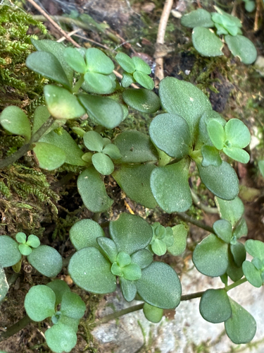 woodland stonecrop