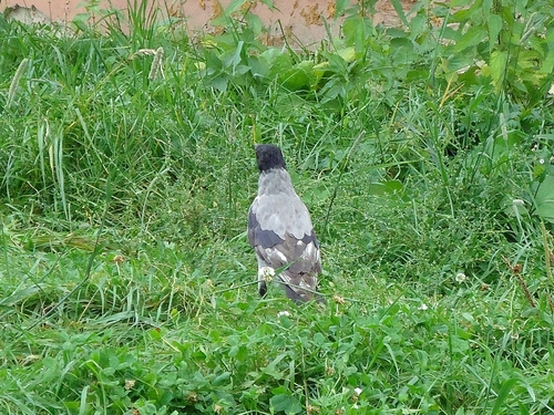 Hooded Crow