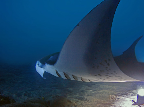 Mobula, 2026-09-10