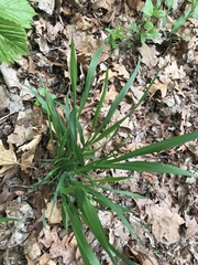 Oryzopsis asperifolia