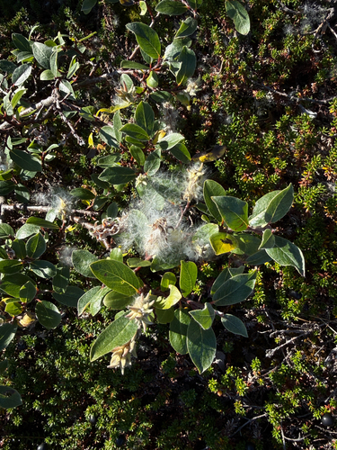 Salix glauca, photograph 5