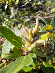 (c) Ingvild Riska, some rights reserved (CC BY) Salix glauca, photograph (c) Ingvild Riska, some rights reserved (CC BY)