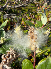 (c) Ingvild Riska, some rights reserved (CC BY) Salix glauca, photograph (c) Ingvild Riska, some rights reserved (CC BY)