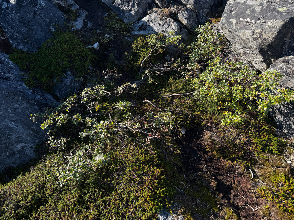 Salix glauca; photograph (c) Ingvild Riska, some rights reserved (CC BY)