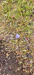Campanula lasiocarpa