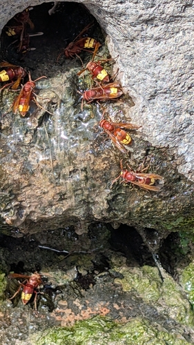 Oriental Hornet