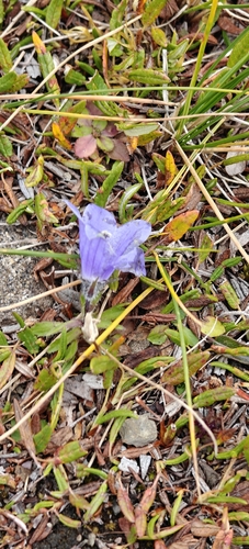 Campanula lasiocarpa, photograph 2
