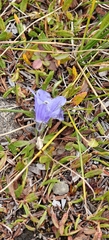 author not stated, no rights reserved Campanula lasiocarpa, photograph author not stated, no rights reserved