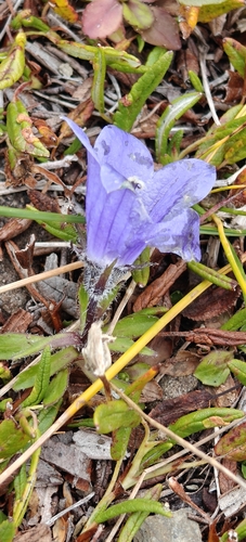 Campanula lasiocarpa, photograph 3
