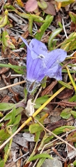 author not stated, no rights reserved Campanula lasiocarpa, photograph author not stated, no rights reserved