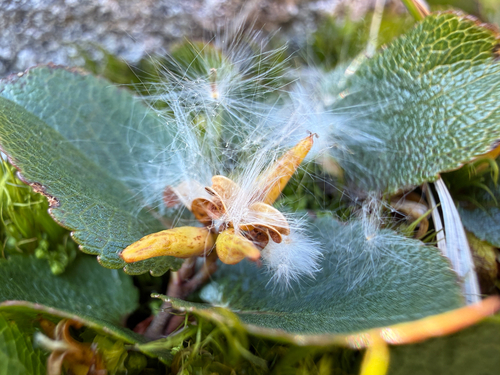 Salix herbacea, photograph 2