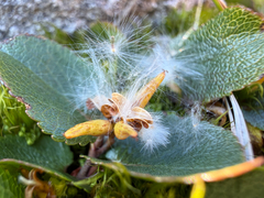 Salix herbacea, photograph (c) Ingvild Riska, some rights reserved (CC BY)
