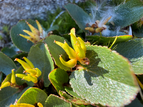 Salix herbacea, photograph 3