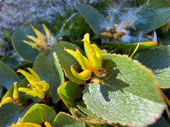 Salix herbacea, photograph (c) Ingvild Riska, some rights reserved (CC BY)
