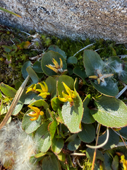 Salix herbacea, photograph (c) Ingvild Riska, some rights reserved (CC BY)