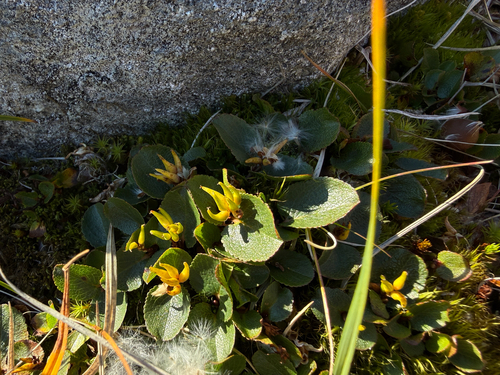 Salix herbacea, photograph 4