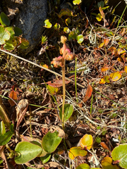 (c) Ingvild Riska, some rights reserved (CC BY) Pyrola minor, photograph (c) Ingvild Riska, some rights reserved (CC BY)