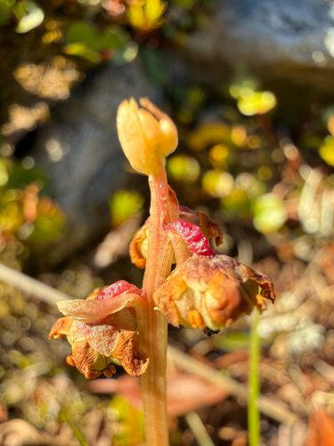 Pyrola minor, photograph 3