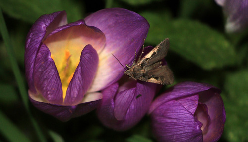 Setaceous Hebrew Character