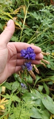 Aconitum delphiniifolium, photograph author not stated, no rights reserved