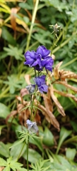 Aconitum delphiniifolium, photograph author not stated, no rights reserved