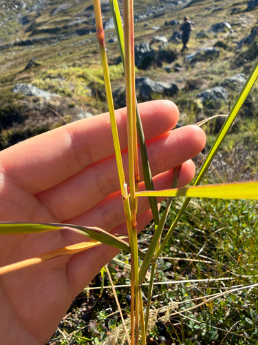 Calamagrostis stricta, photograph 2