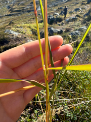 Calamagrostis stricta, photograph (c) Ingvild Riska, some rights reserved (CC BY)