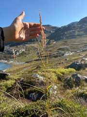 Calamagrostis stricta, photograph (c) Ingvild Riska, some rights reserved (CC BY)