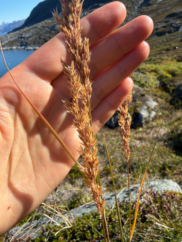 Calamagrostis stricta, photograph 1